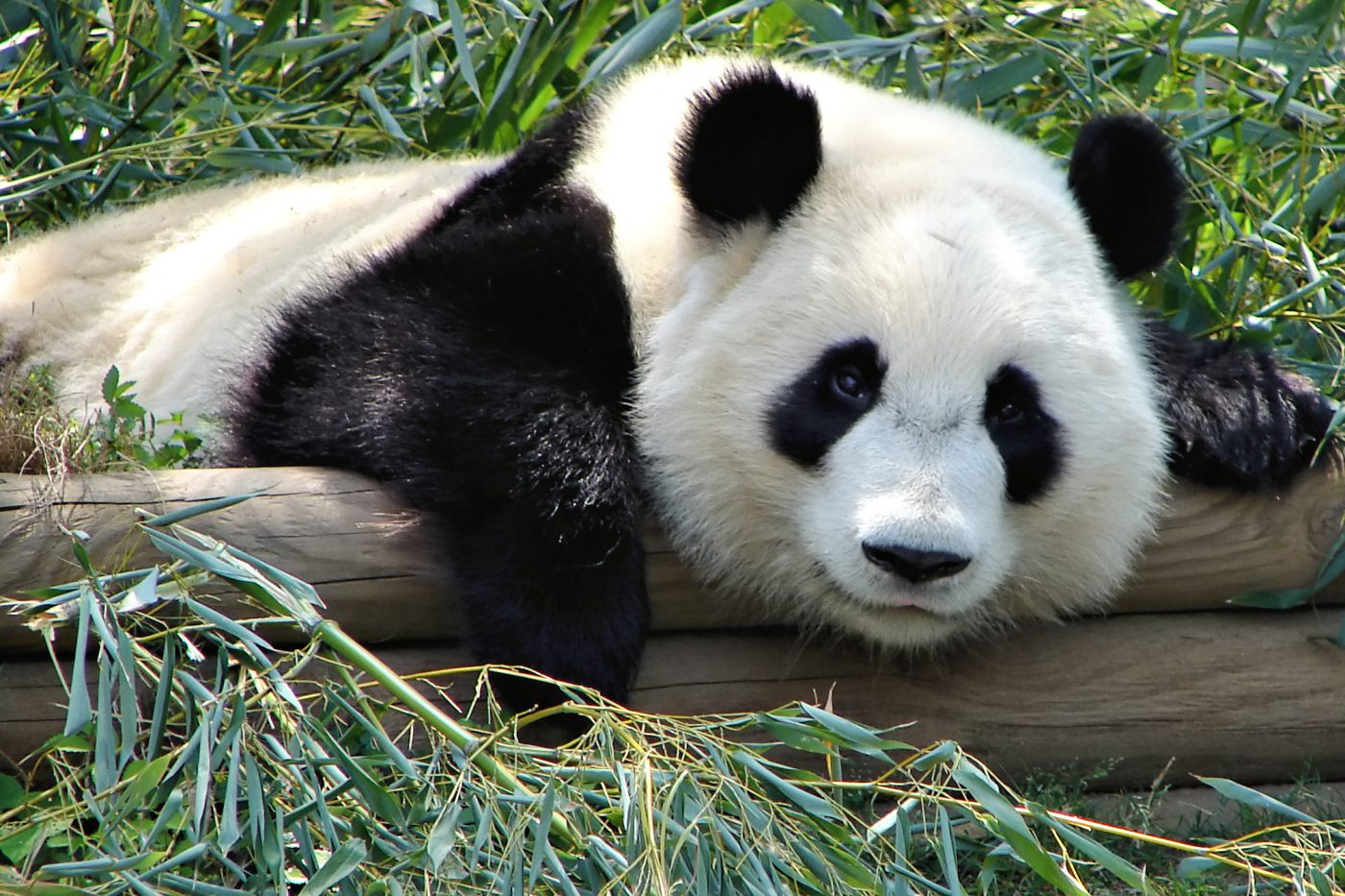 La reconnaissance faciale utilisée pour … les pandas!