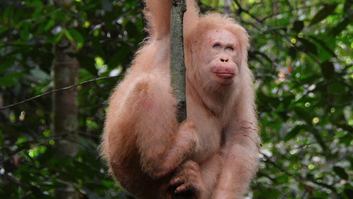Un an après son retour dans la jungle, Alba l’orang-outan albinos est bien vivant