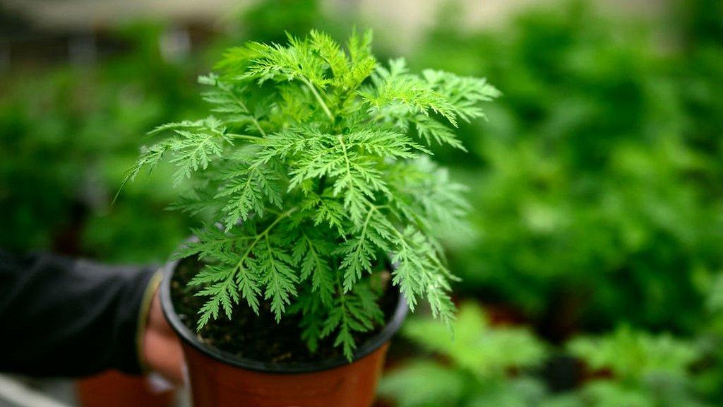 Que savons-nous de la plante armoise ?