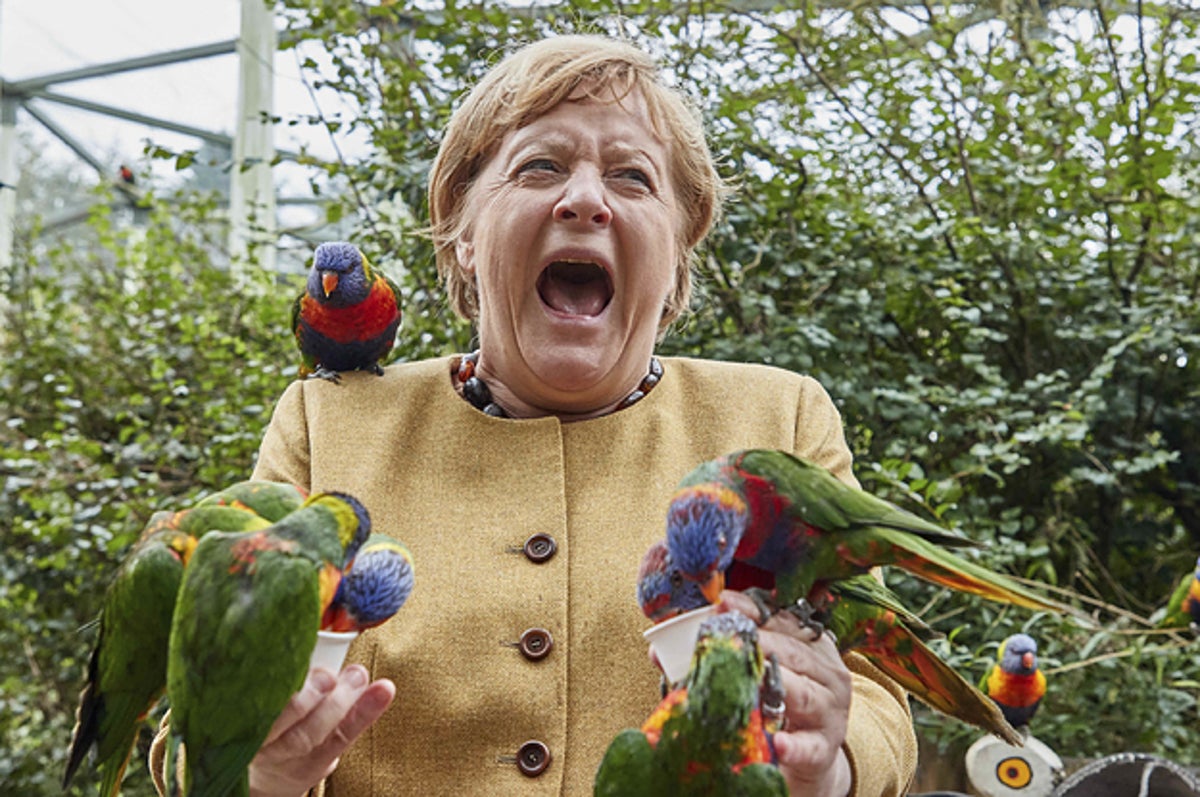 Angela Merkel & Birds Now A Funny Meme